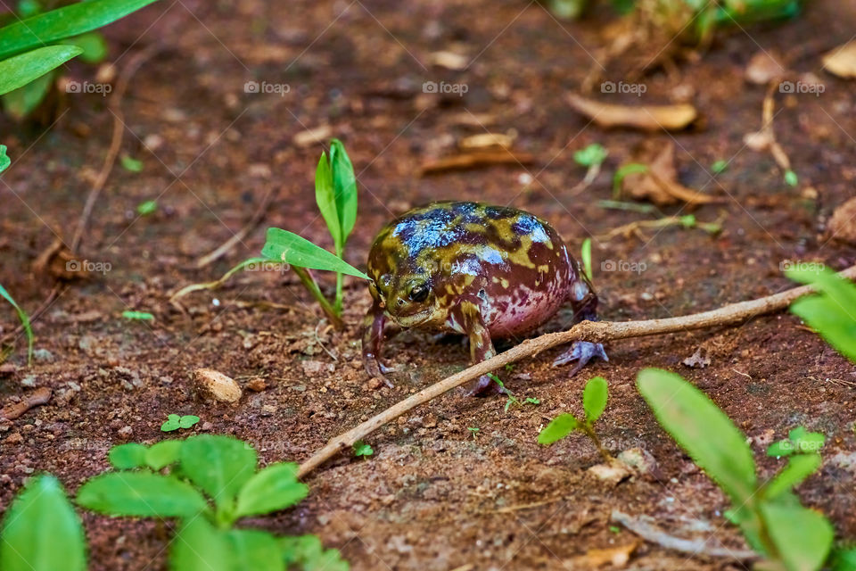 Common rain frog - backyard garden