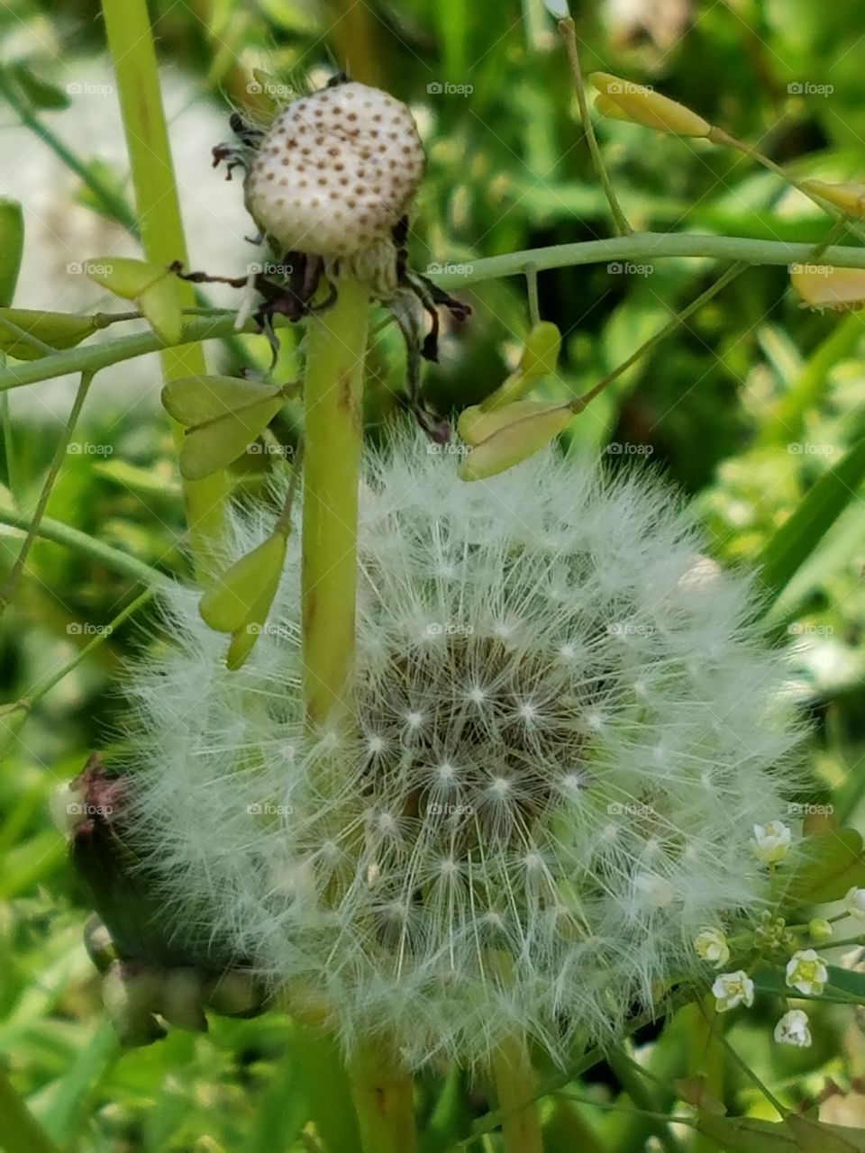 Dandelion