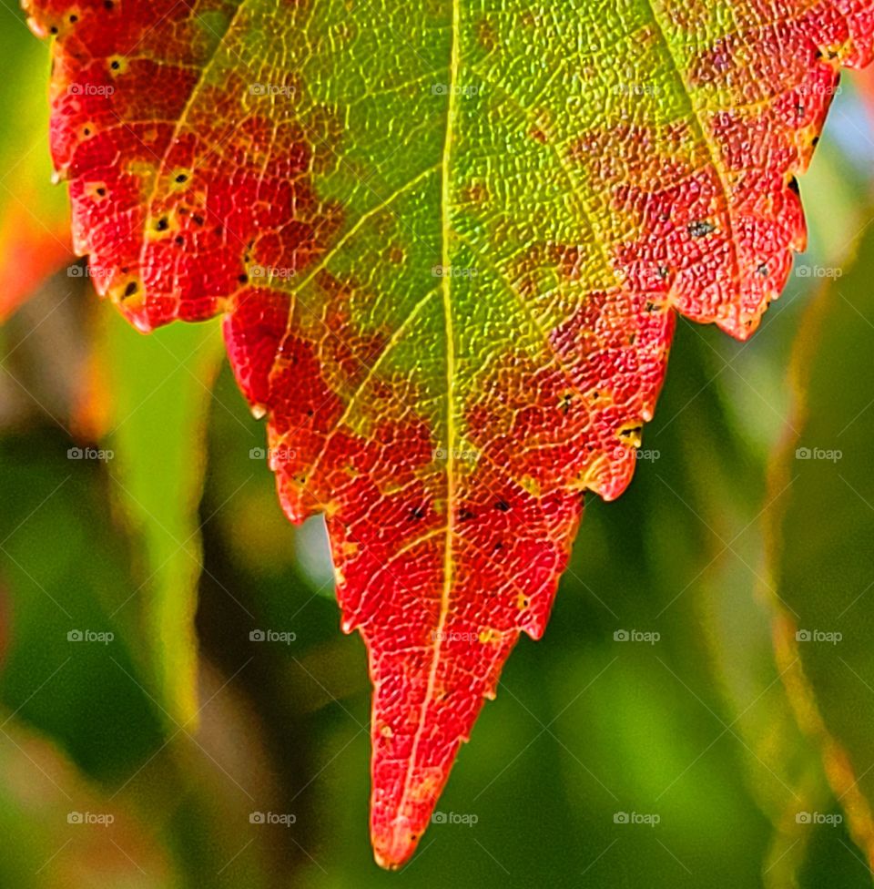 portrait of a plant