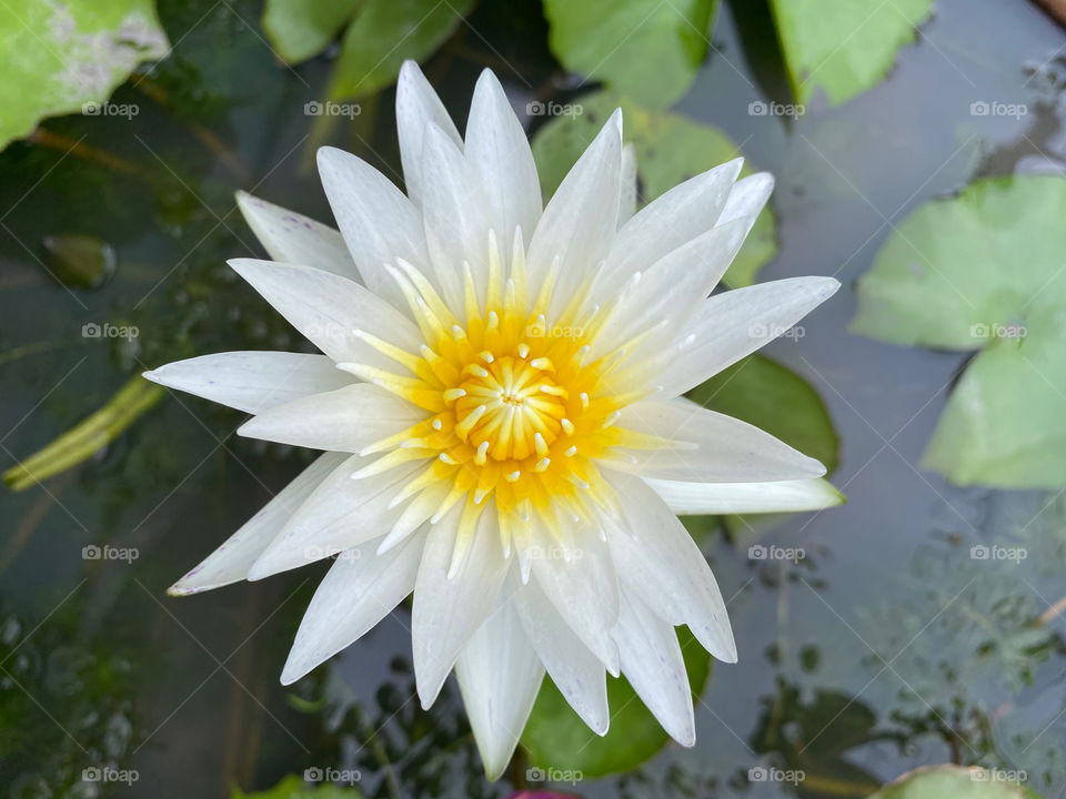 Lotus