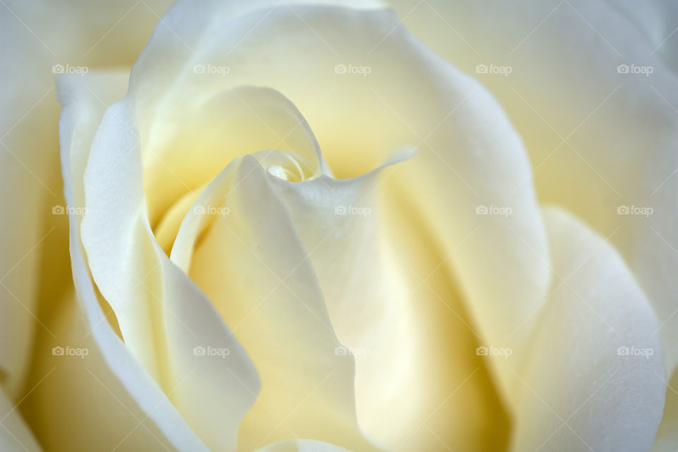 A single White rose