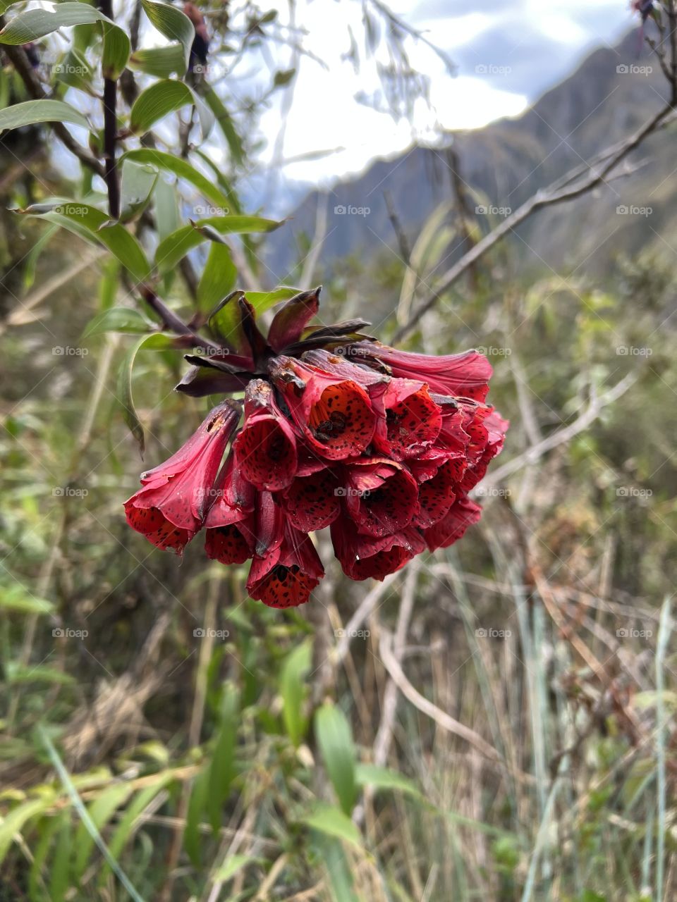 Inca Trail flowers 