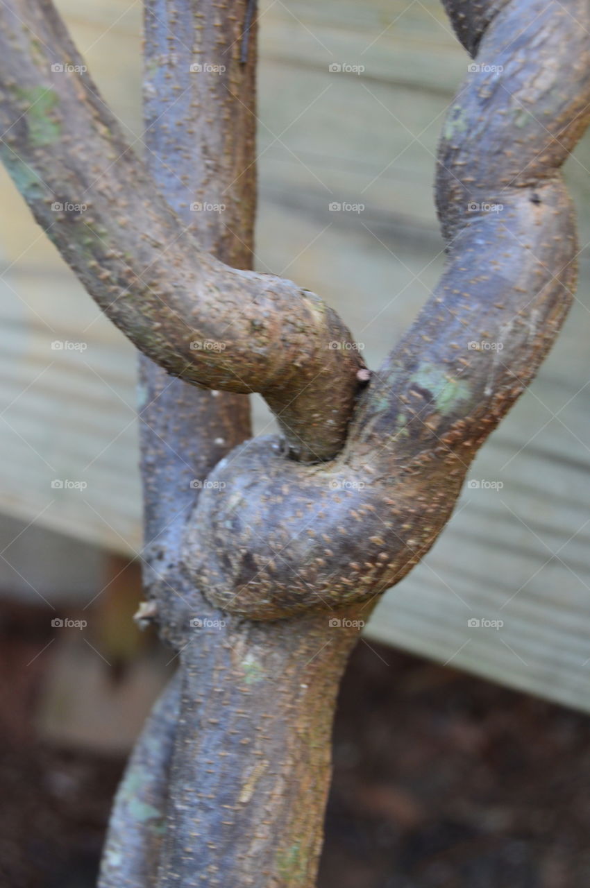 Wisteria tied in a knot