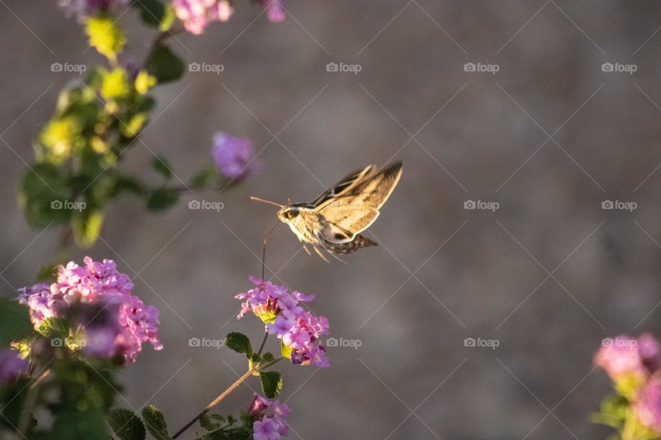 Moth feeding on nectar 