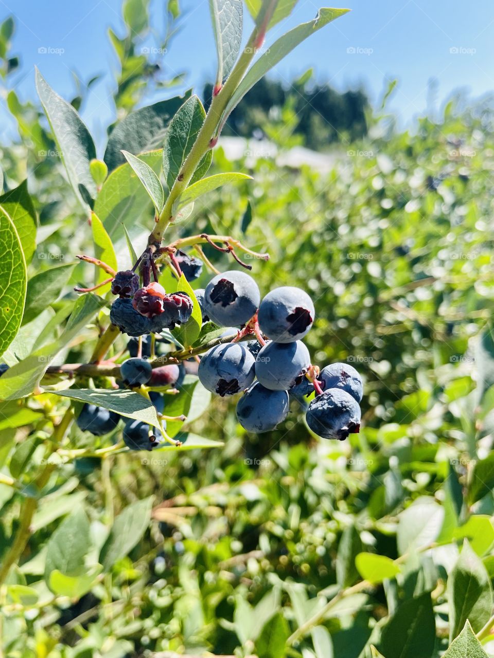 Picking blueberries 