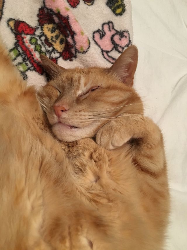 Blissful nap