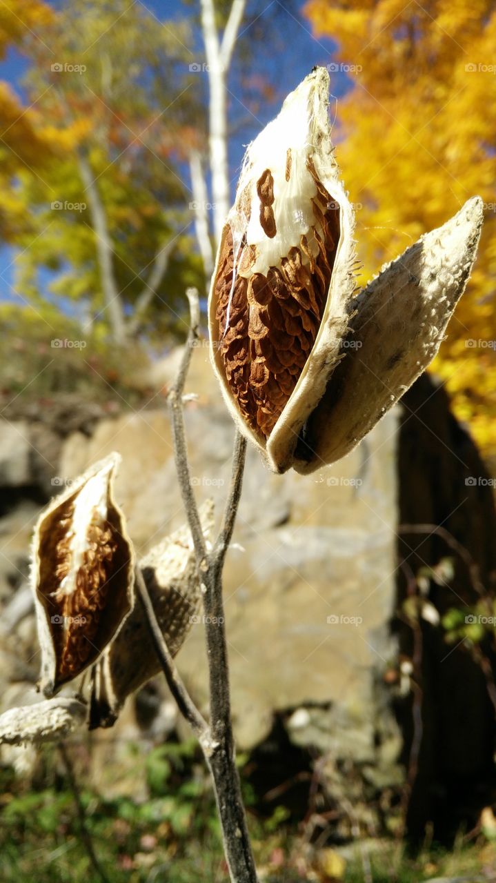 closeup of a dry flower during hiking