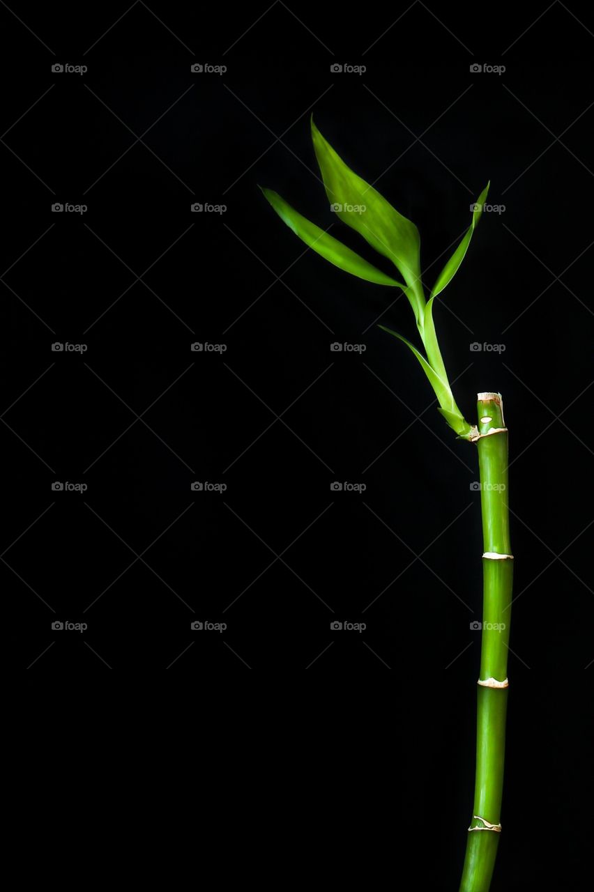Bamboo in black background 