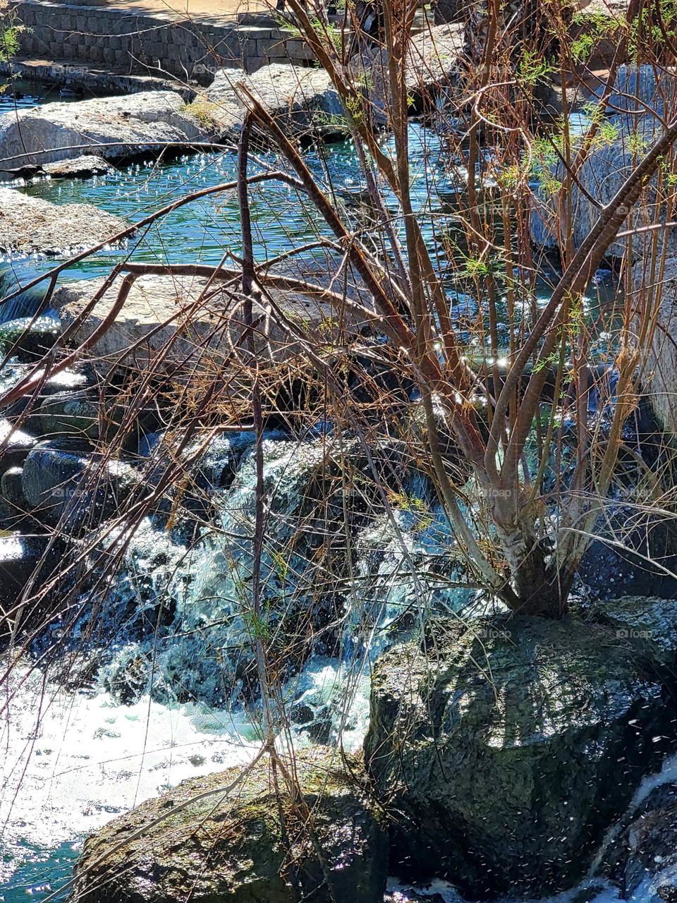 Winter Tree by the Waterfall