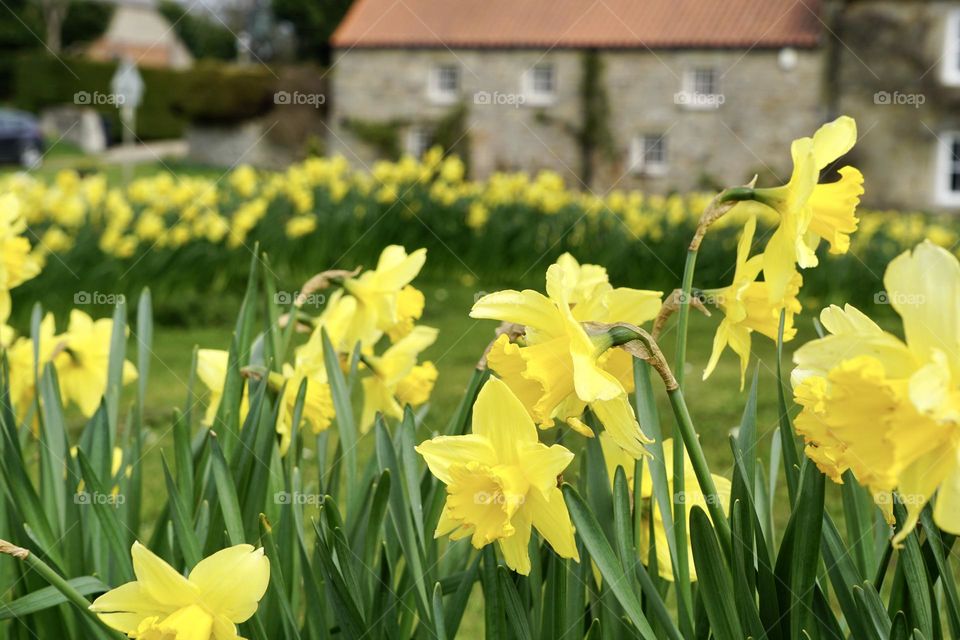 Spring Flowers