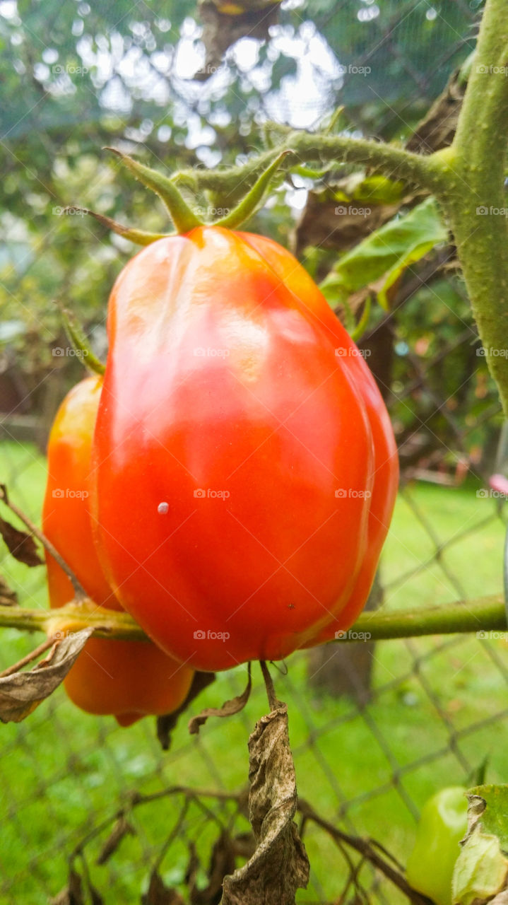 Tomato. red tomato in garden