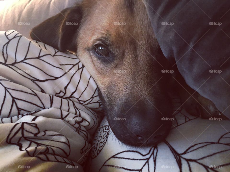 Dog in pillows