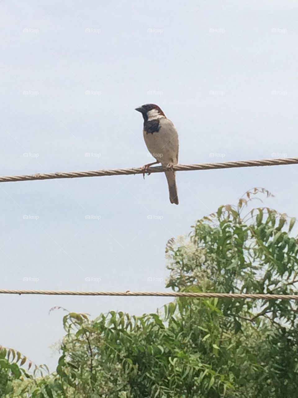 Sparrow at wire
