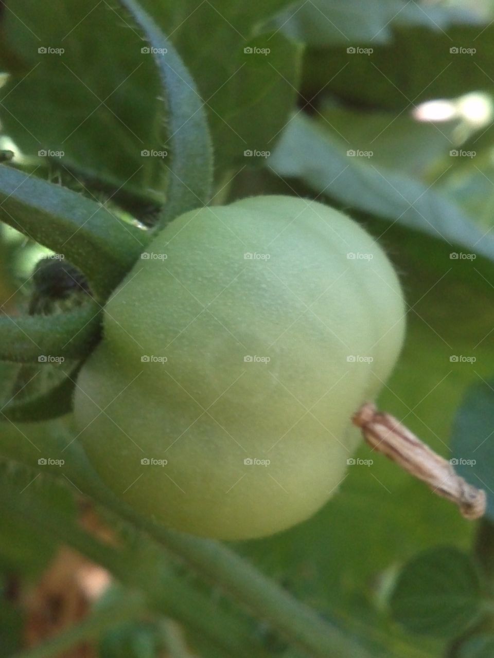 Green (not fried) tomato