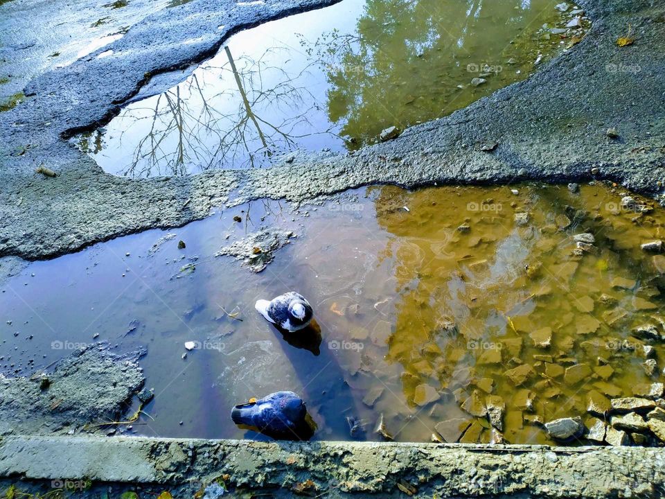 pigeons, puddles and reflections