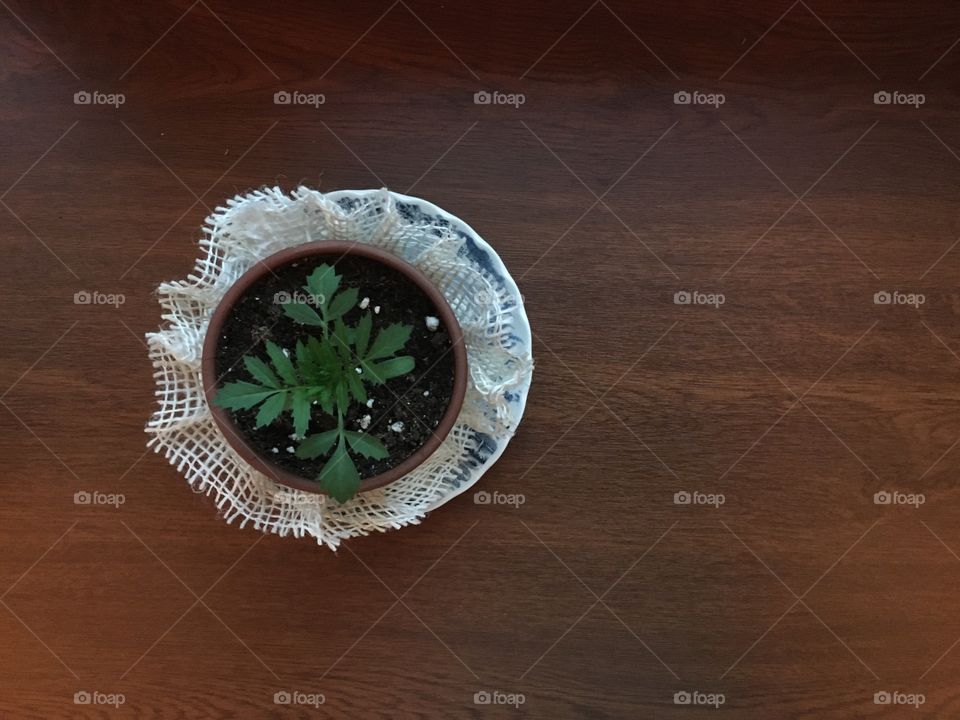 House plant in a pot