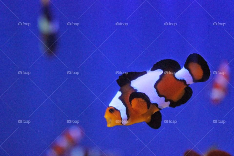 nemo. a clown fish at the aquarium in Sarasota, florida