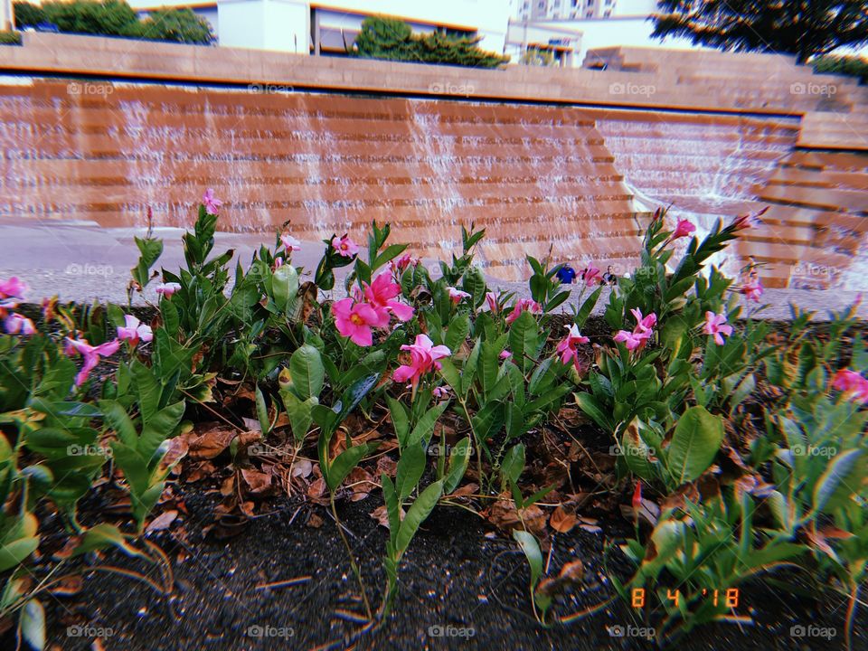 Beautiful pink flowers in a flower bed in front of a water garden
