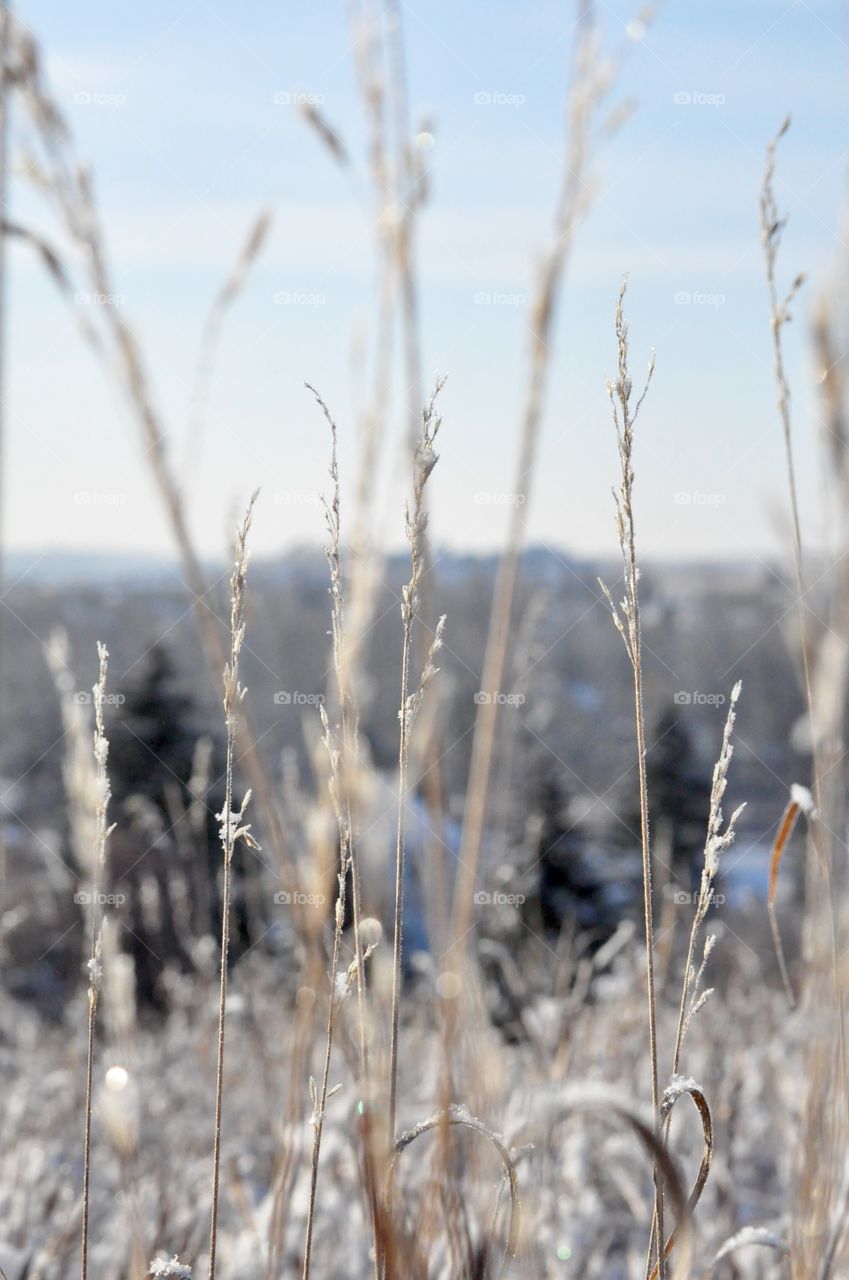 Frozen prairie grasses 