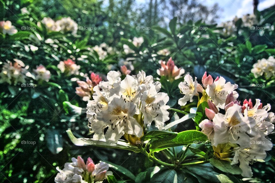 memory of last spring -  white rhododendron
