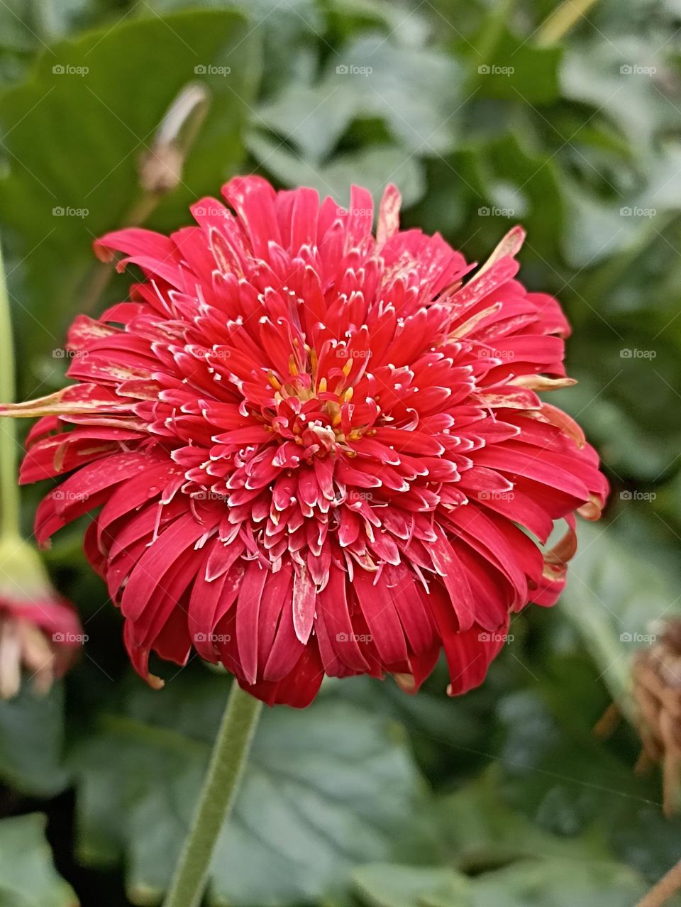 first shot of my camera in the morning as I saw red beautiful big gerbera flower in my garden with back ground in green colors.