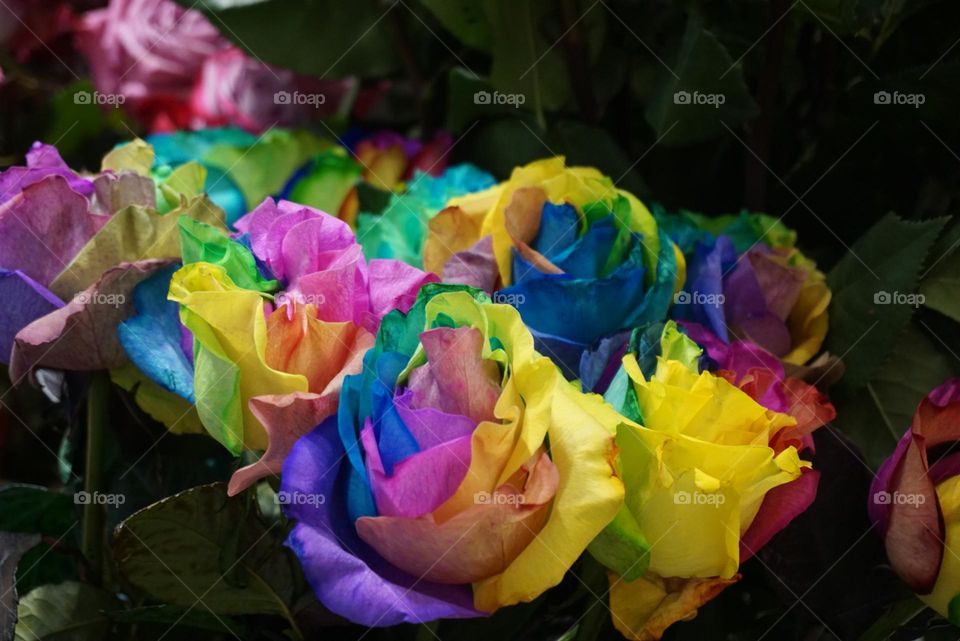 Colors#roses#flowers