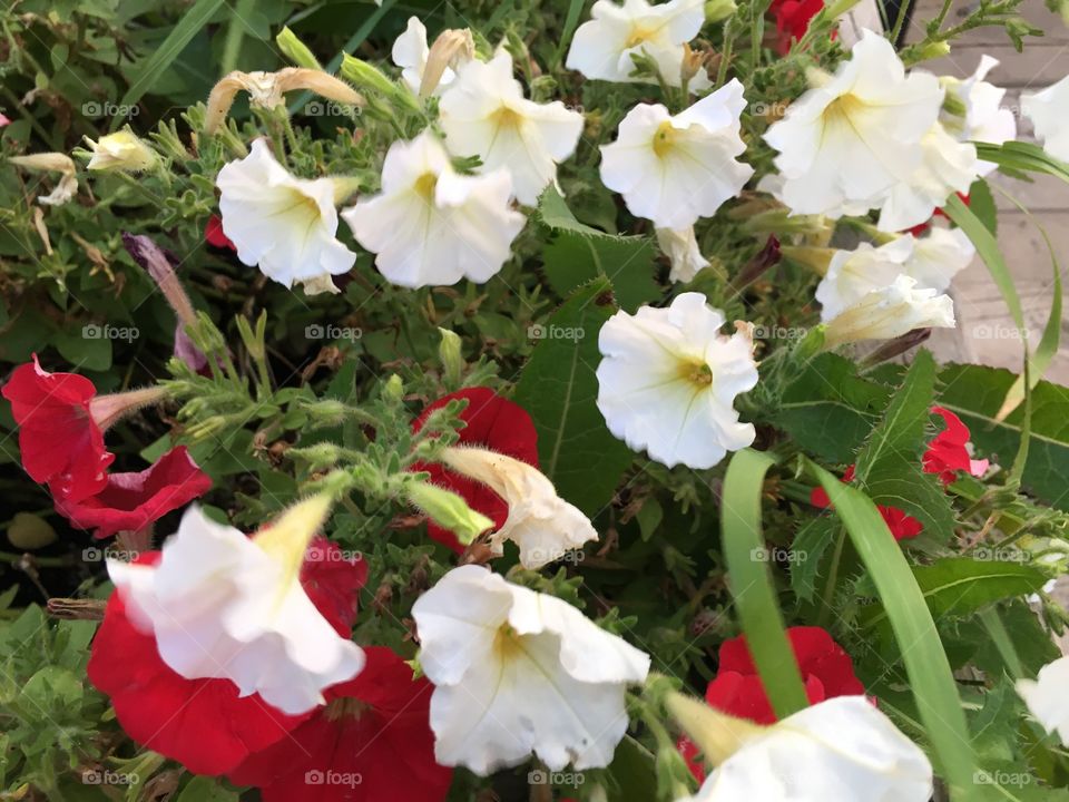 Flower, Nature, Flora, Leaf, Garden