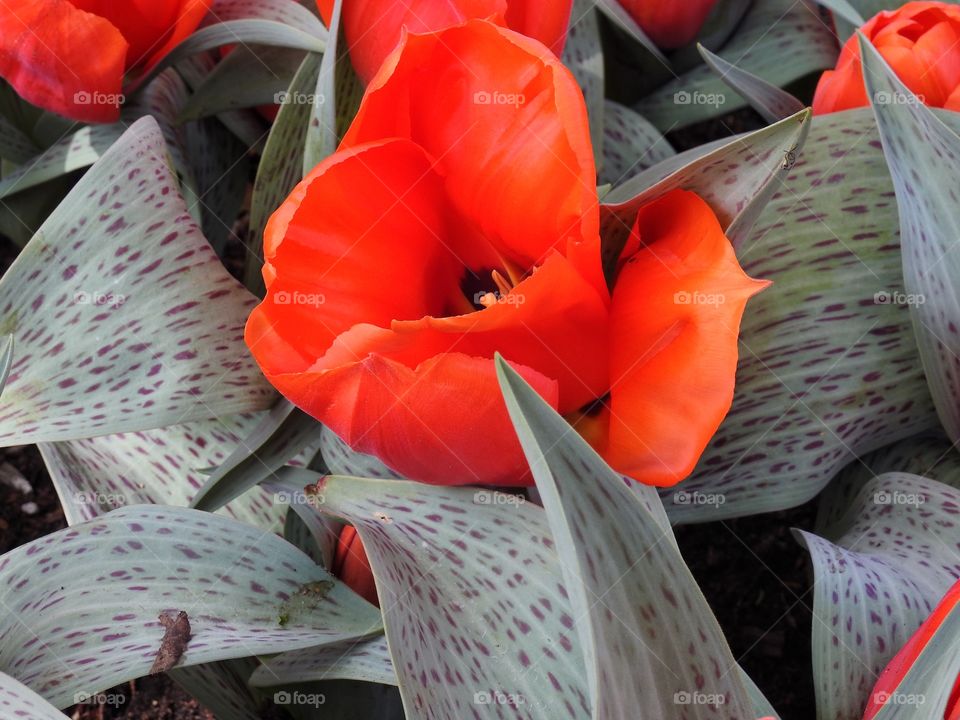 Red tulips