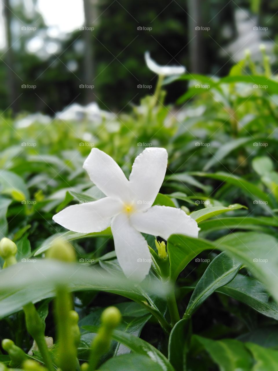 Focusing on one of the tiny white flower among the green leaves.