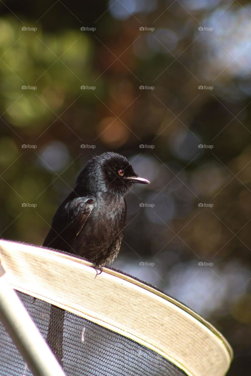 Fork-tailed drongo