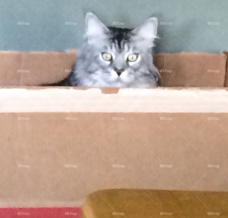 Frisco , peek a boo !