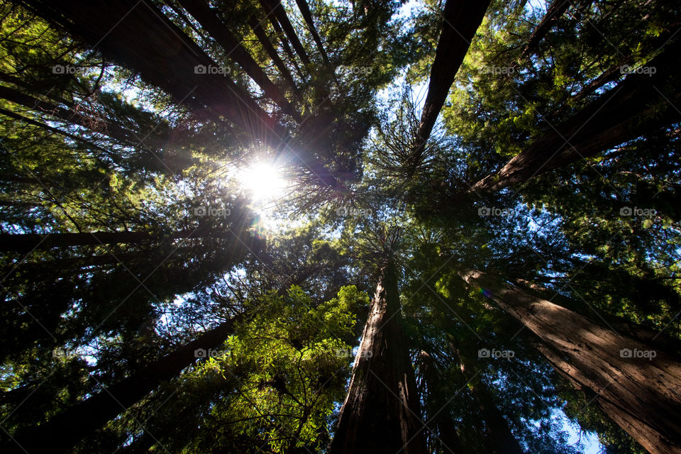 Sunlight in forest