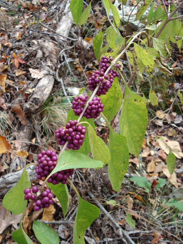 wild purple berries
