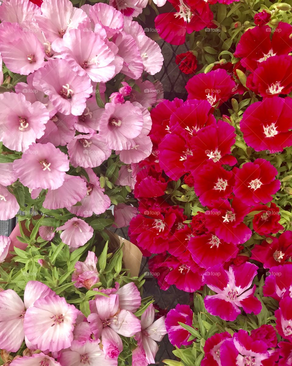 Fresh flowers at the market stand