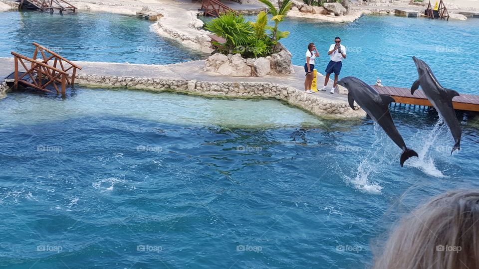 Caribbean dolphins