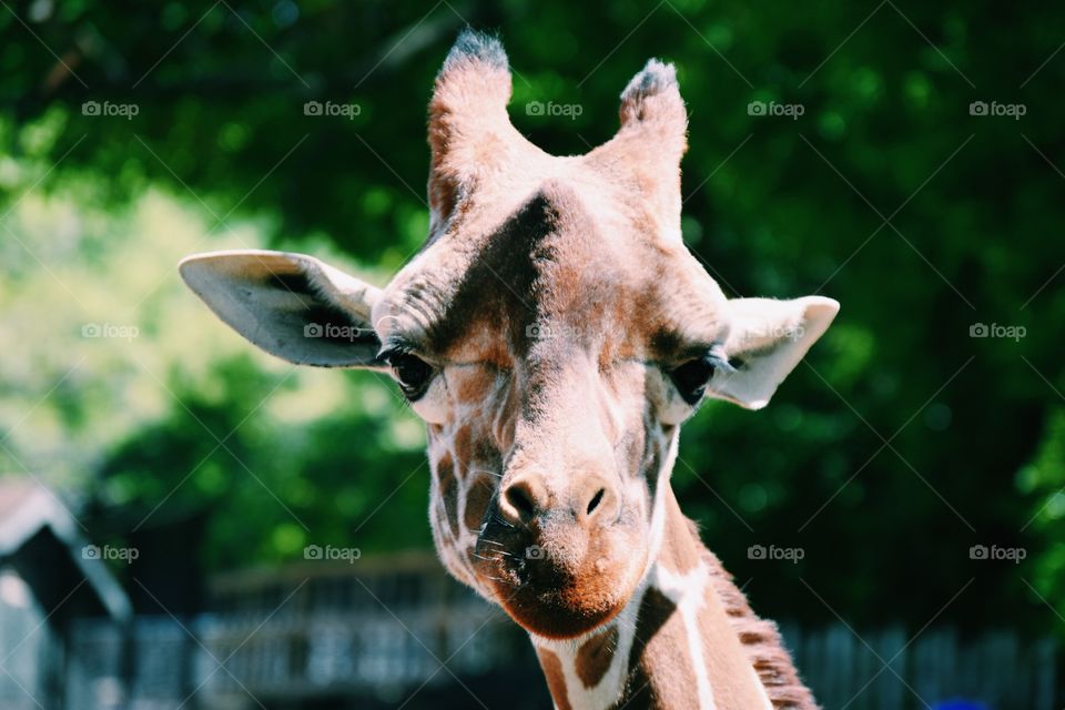 Portrait of giraffe 