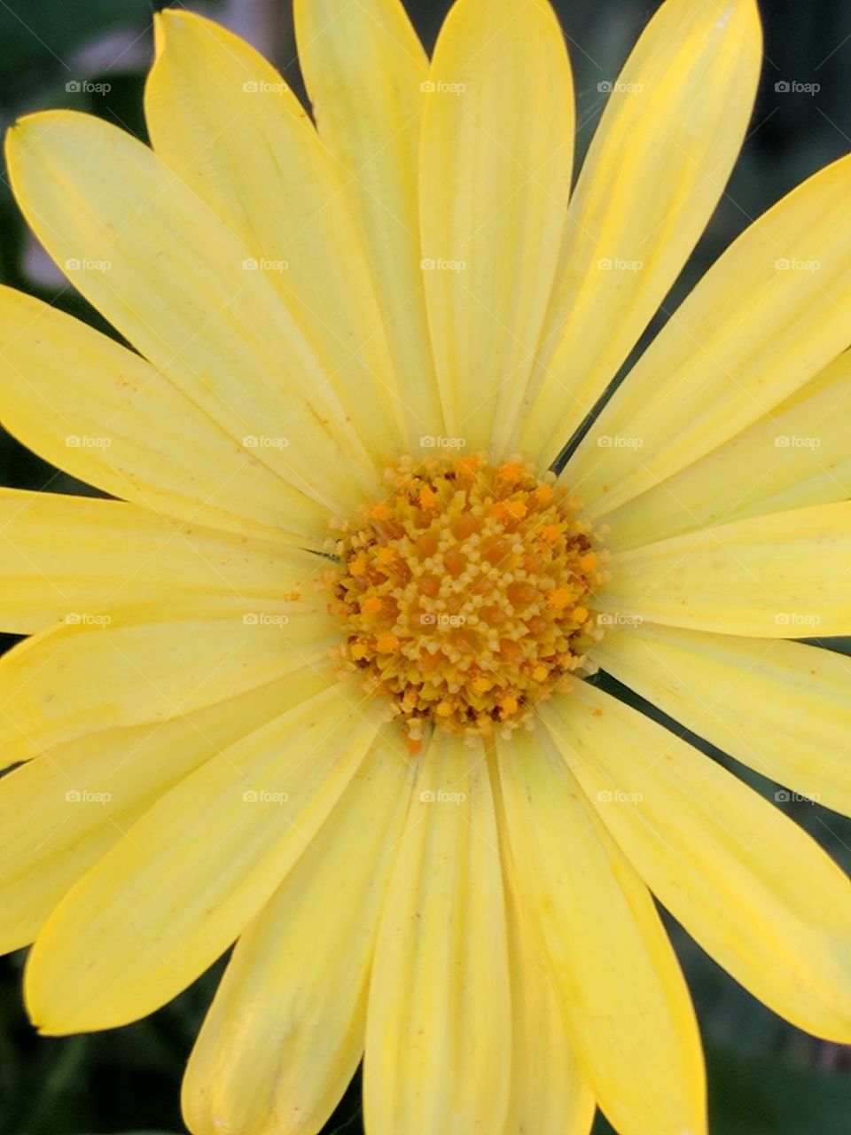 bright yellow daisy