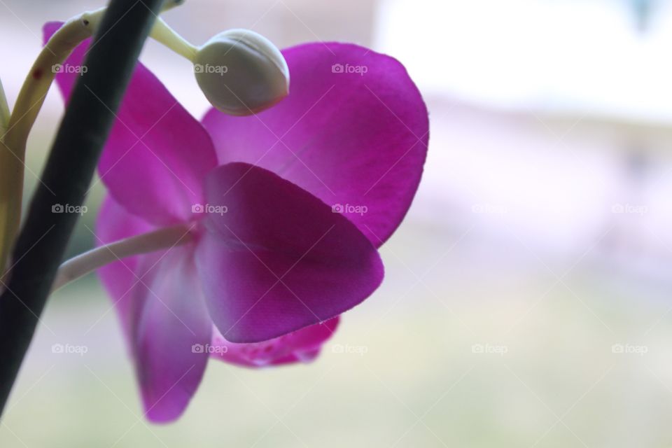 Purple Orchidea 