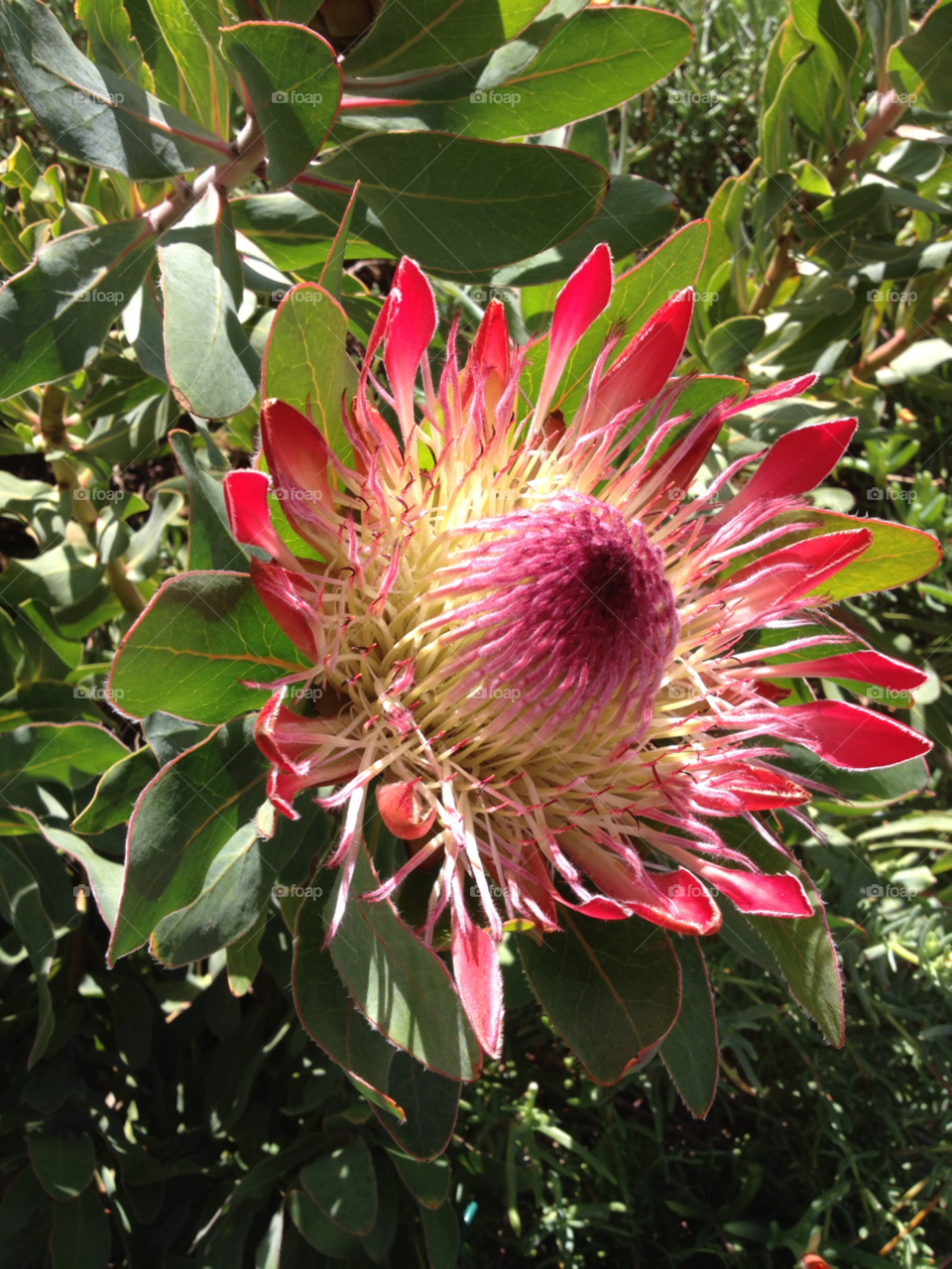 nature flower cape town by shec