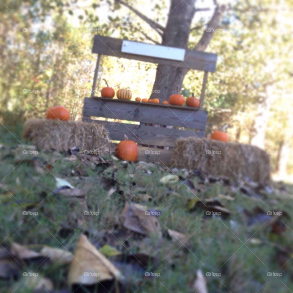 Pumpkin stand 