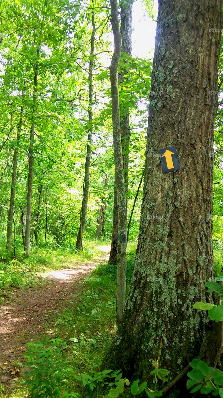 Wood, Tree, Nature, No Person, Landscape