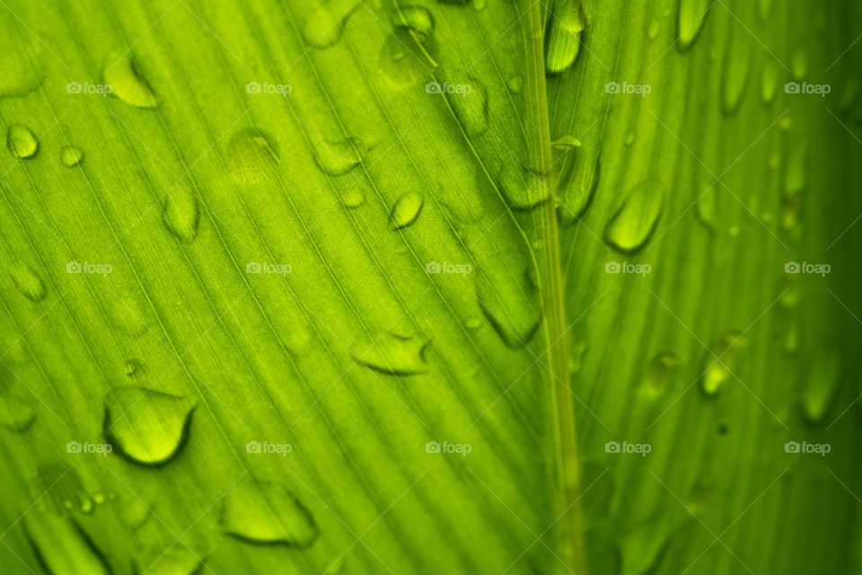Leaves, green, drops, after rain