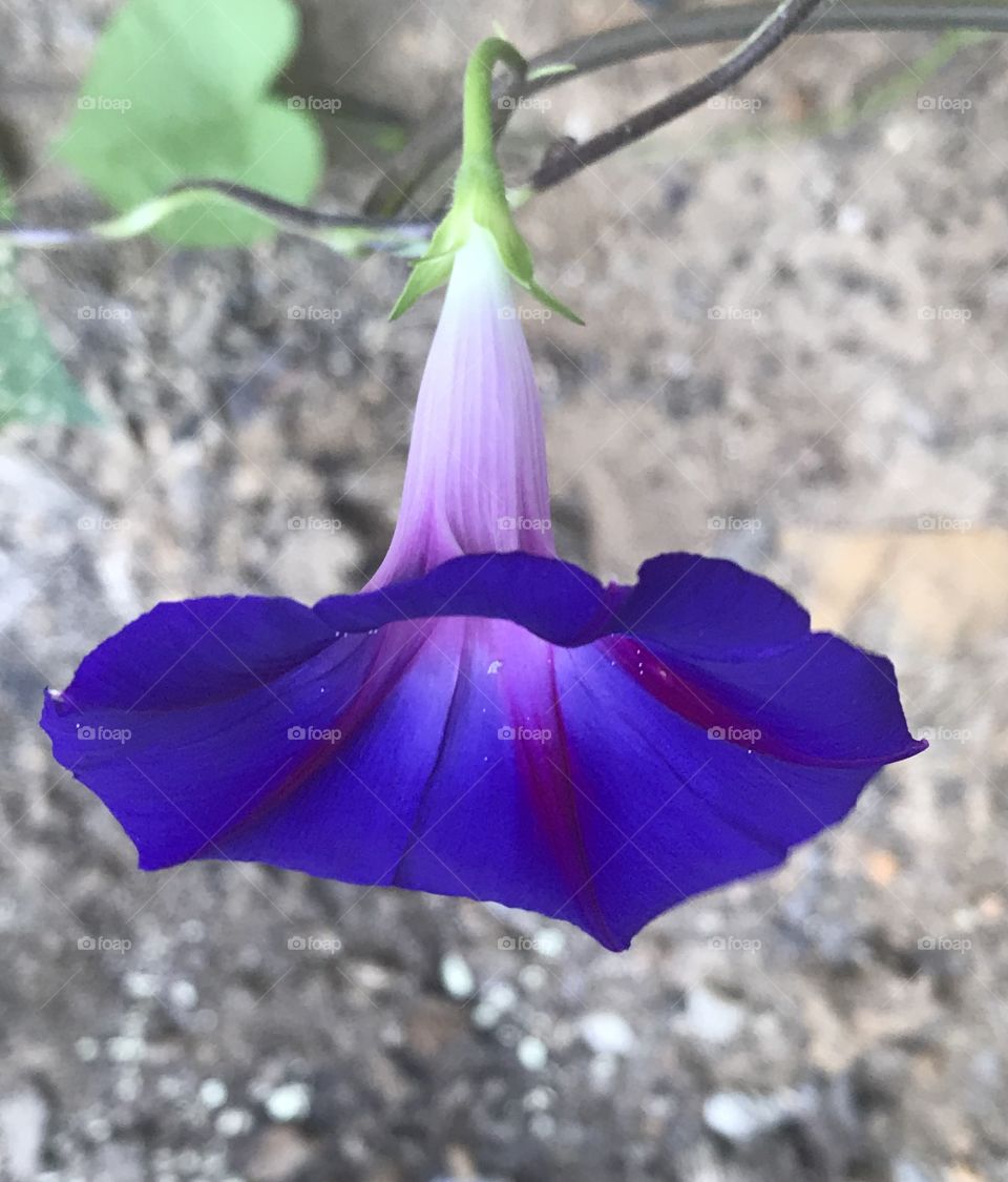 Ipomoea purpurea (common morning-glory) top view 