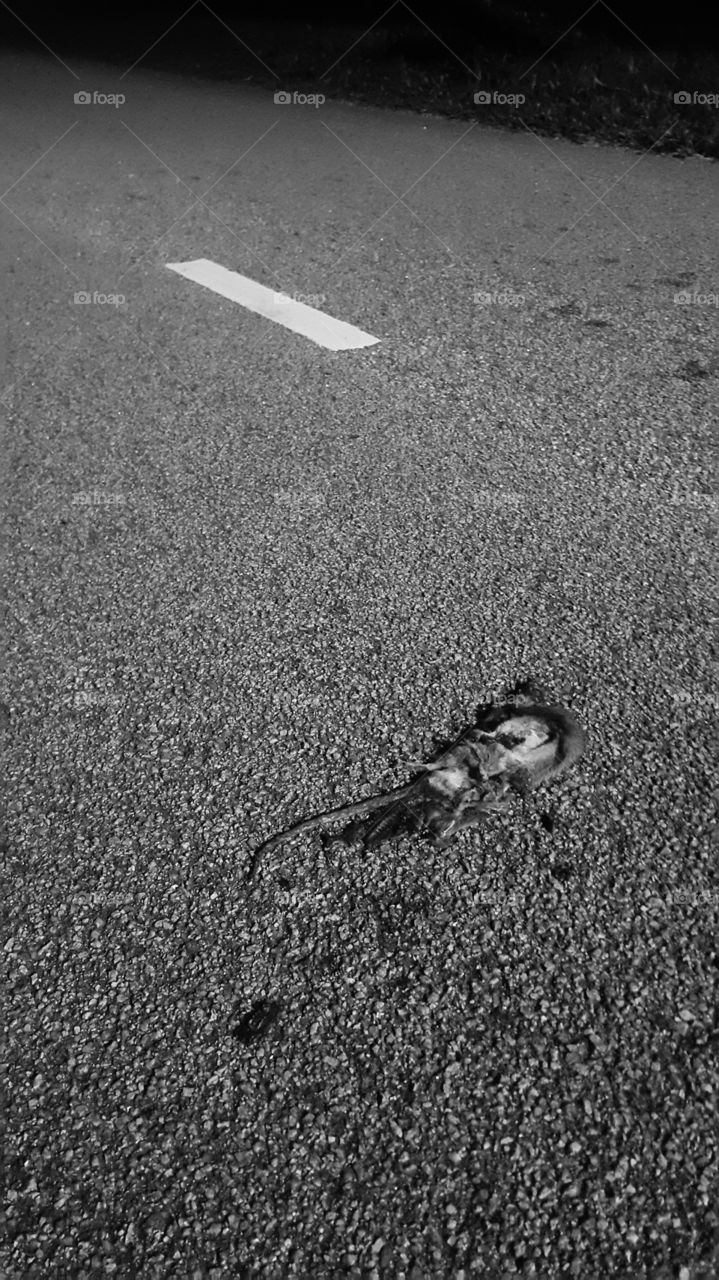 Roadkill of a dead mouse