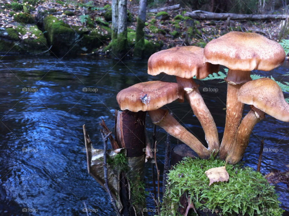 water forest lake autumn by paula