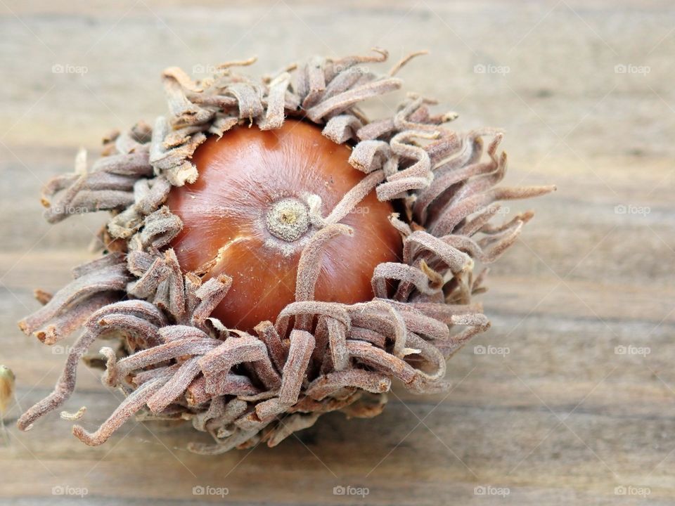 Wild hazelnut chestnuts