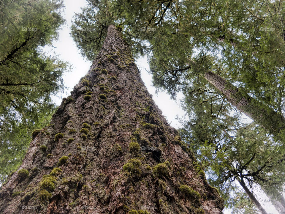 Low angle view of towering tree in rainforest