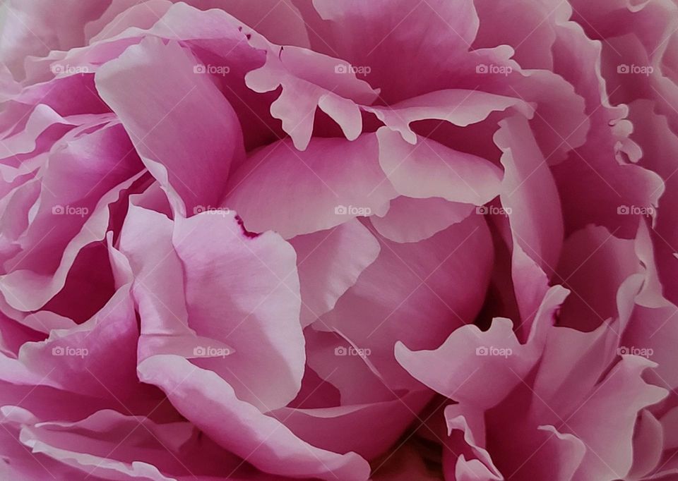 Beauty of a peony