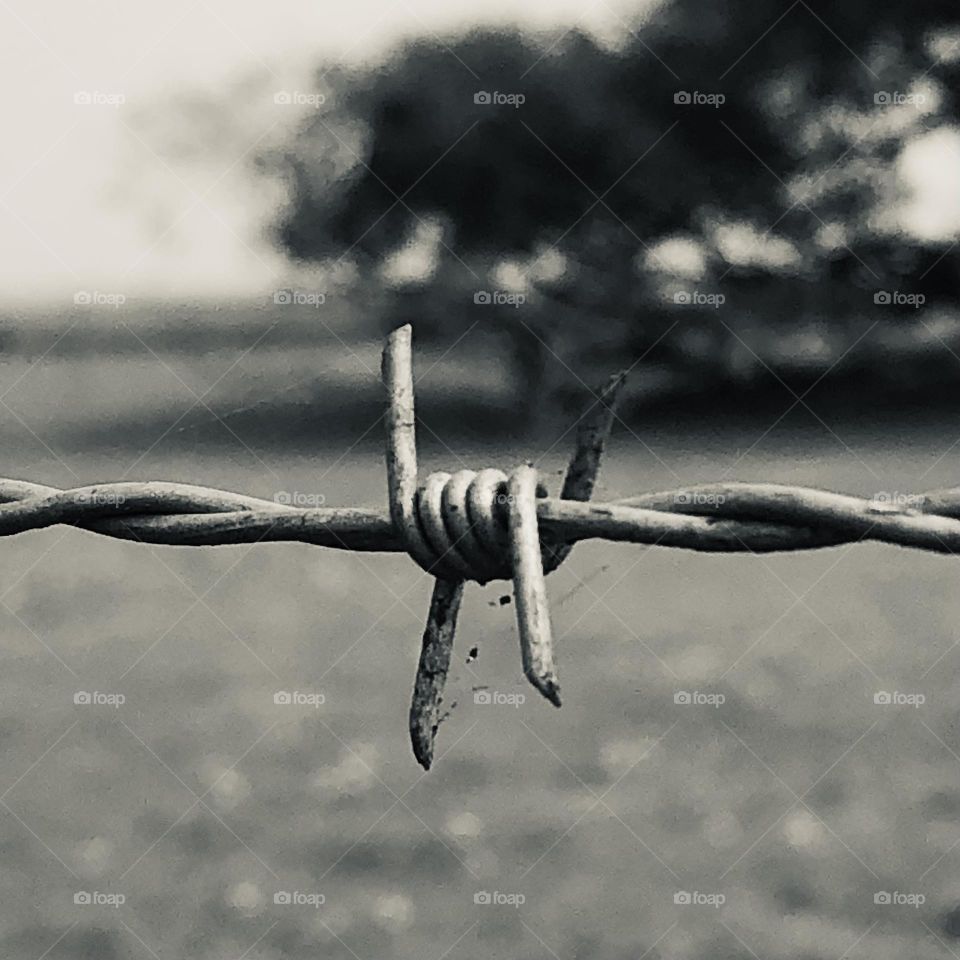 Black and white of barbed wire fence protecting a big tree in Rockport TX