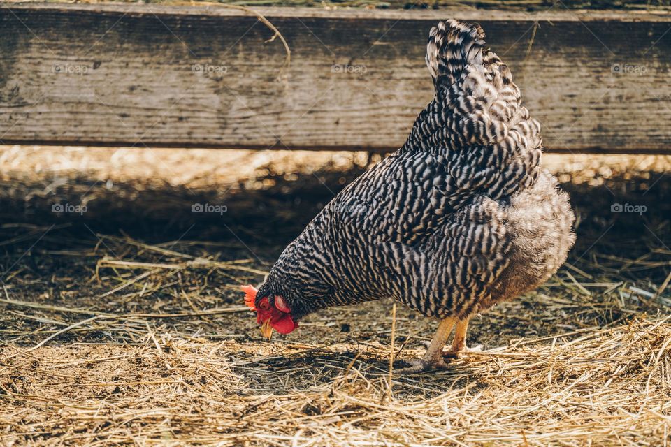Hen